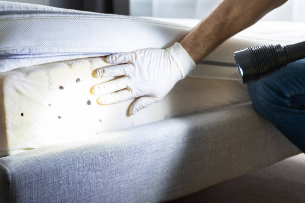 Best Local Pest Control Services  in Woods Cross, UT