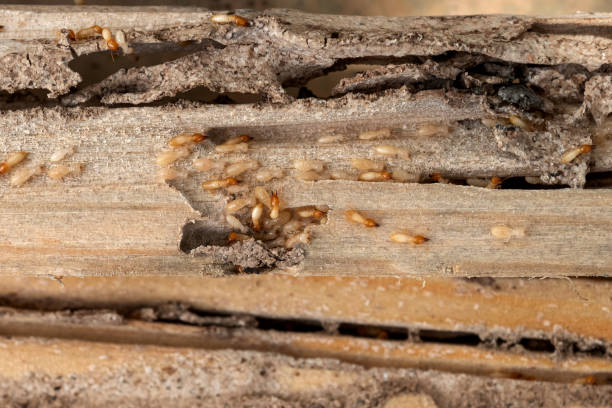 Best Pest Control Near Me in Woods Cross, UT