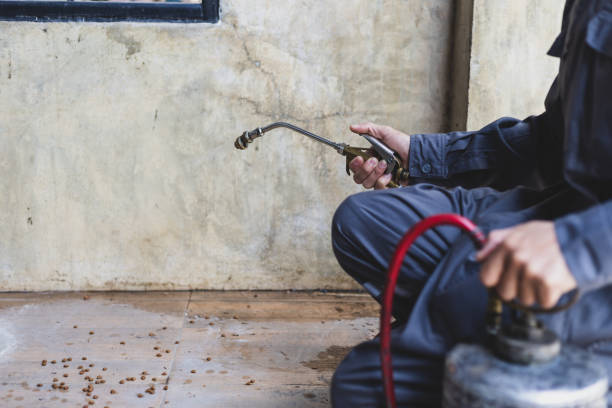 Best Flea Control Services  in Woods Cross, UT